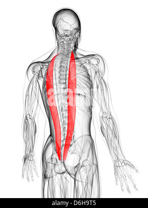 Muscoli della schiena, artwork Foto Stock