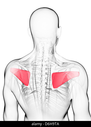 Muscoli della schiena, artwork Foto Stock