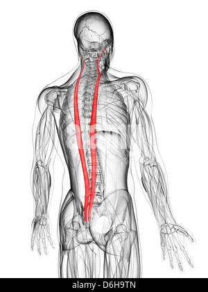 Muscoli della schiena, artwork Foto Stock