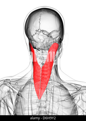Il muscolo del collo, artwork Foto Stock