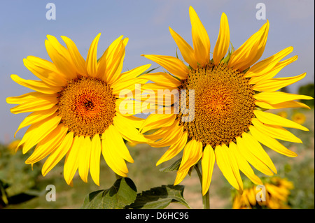 Campo di Girasole giallo capi attendono raccolto, Cortona, Italia Foto Stock