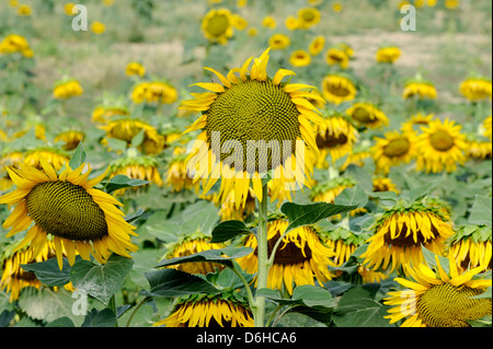 Campo di Girasole giallo capi attendono raccolto, Cortona, Italia Foto Stock