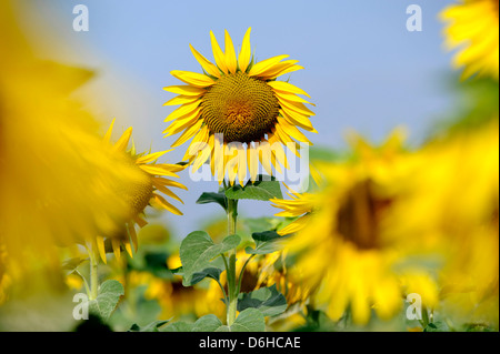 Campo di Girasole giallo capi attendono raccolto, Cortona, Italia Foto Stock