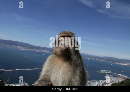 Barbary Macaque (Macaca sylvanus) nella Riserva Naturale della Rocca Superiore, Gibilterra, Regno Unito, oltre il cielo blu. AKA Barberia ape o rock ape Foto Stock