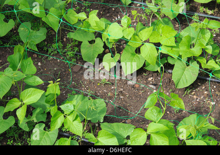 Runner bean (dama bianca) piantine che crescono in verde il netting, Andalusia, Spagna, Europa occidentale. Foto Stock