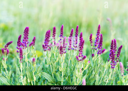 Meadow Clary in primavera Foto Stock