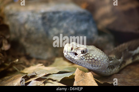 Legname, Rattlesnake Crotalus Horridus Horridus presso il suolo della foresta Foto Stock