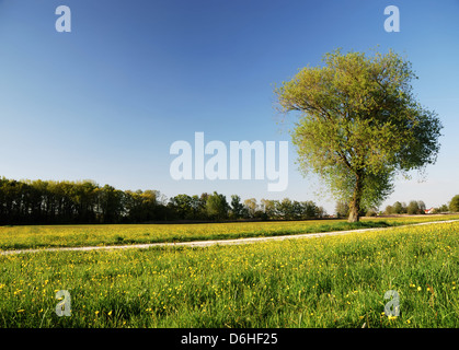 Albero in un paesaggio estivo in Bavria (Germania). Foto Stock