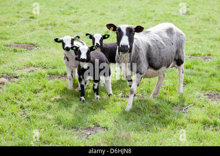 Le pecore e gli agnelli di tre piedi e guardare in Prato Foto Stock