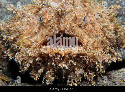 Close-up di rana pescatrice Peloso (Antennarius Striatus), Lembeh strait, Indonesia Foto Stock