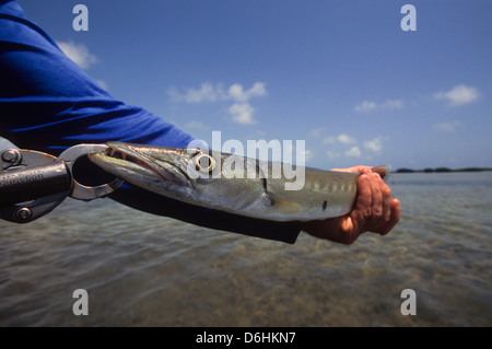 Un bambino grande barracuda (Sphyraena barracuda) a Key West Florida Keys Foto Stock