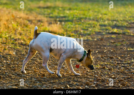 Jack Russell Terrier seguendo un sentiero di profumo Foto Stock