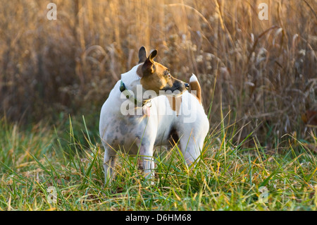 ALert Jack Russell Terrier in piedi in campo Foto Stock