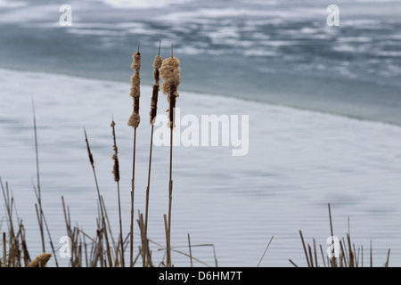 Paesaggio invernale Quebec Foto Stock