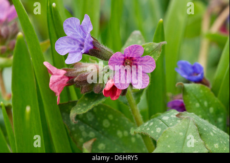 Lungworth fiori in primavera Foto Stock