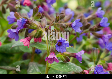 Lungworth fiori in primavera Foto Stock