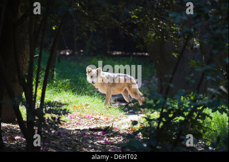 Lupo messicano, Canis lupus baileyi, Zoológico de Chapultepec, lo Zoo della città, nel Distretto Federale di Città del Messico, Messico America del Nord Foto Stock