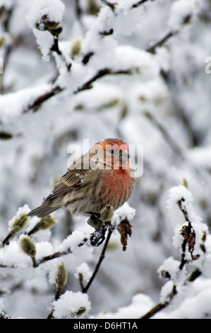 Casa maschio Finch appollaiato sulla coperta di neve il ramo di Star albero di magnolia in Floyd County Indiana Foto Stock