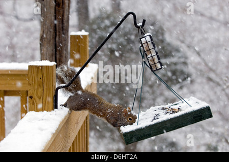 Orientale scoiattolo grigio nero mangiare olio di semi di girasole da Bird Feeder nel sud indiana Foto Stock