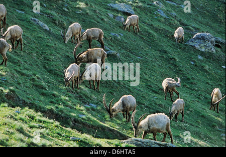 Il Parco Nazionale del Gran Paradiso, Italia. Stambecco delle Alpi (Capra ibex) pascolo del bestiame sui pascoli fioriti la mattina presto in primavera. Foto Stock