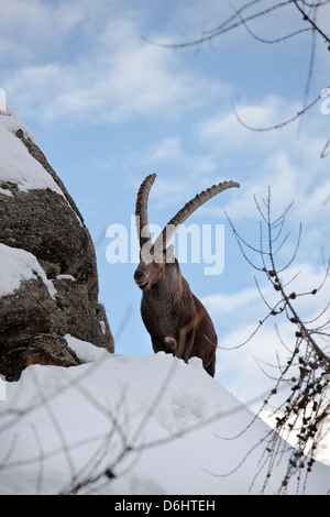 Stambecco (Capra ibex) sorge su roccia durante l alba con un fresco e neve profonda. Il Parco Nazionale del Gran Paradiso, Valsavarenche, Aosta, Italia Foto Stock