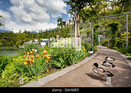 Alpi orientali, Alto Adige, Italia. I giardini del Castello di Trauttmansdorff. Foto Stock