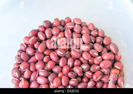 Azuki fagioli rossi in contenitore di plastica Foto Stock