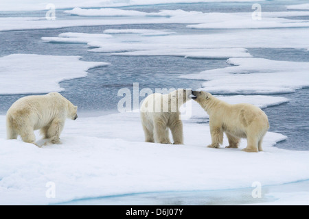 Norvegia Isole Svalbard. Due orsi polari sul mare di ghiaccio imboccatura ogni altro mentre un terzo sostenere approcci. Foto Stock