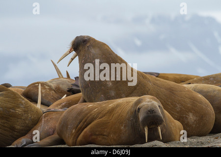 Norvegia Isole Svalbard, Torellneset. Gruppo di trichechi in appoggio. Credito come: Bill giovani Jaynes / Galleria / DanitaDelimont.com Foto Stock