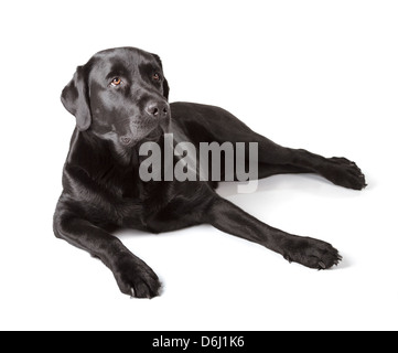 Nero Labrador Retriever 16 mesi isolato su sfondo bianco Foto Stock