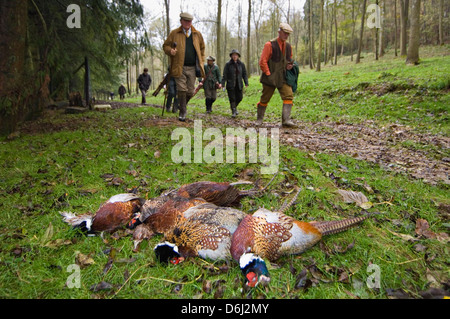 Sparatutto in passato a piedi anello raccolte a collo di fagiani in attesa di essere prelevato durante il fagiano condotto sparare nello Yorkshire Inghilterra Foto Stock
