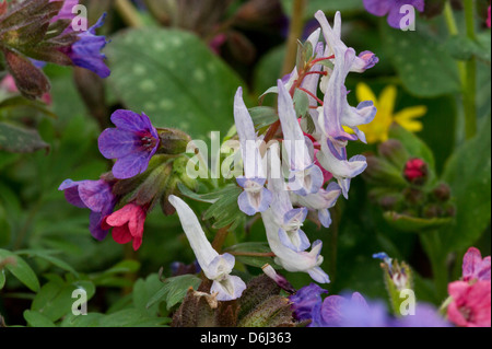 E Lungworth Corydalis solida fiori in primavera Foto Stock