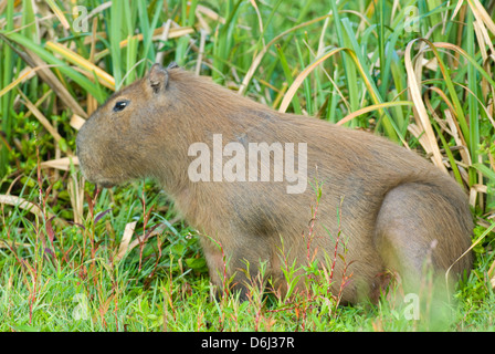 Capibara in zone umide in Santa Teresa Parco Nazionale in Rocha Uruguay Foto Stock