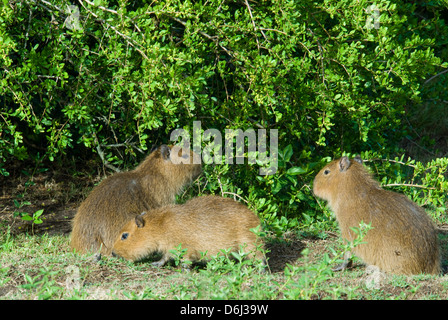 I capretti capybaras alimentando in zone umide in Santa Teresa Parco Nazionale in Rocha Uruguay Foto Stock