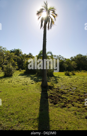 (Butia pindo) palm in Rocha, Uruguay Foto Stock