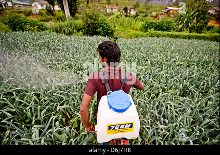 Un agricoltore e studente di ISFF utilizza insetticida per crescere i porri di Halgranoya, Sri Lanka, Asia Foto Stock