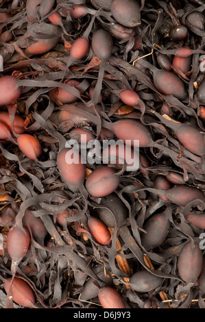 Annodato Wrack alghe marine Foto Stock