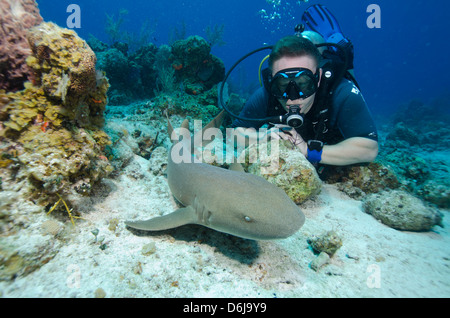 Incontri ravvicinati con lo squalo nutrice su G Spot Reef, Turks e Caicos, West Indies, dei Caraibi e America centrale Foto Stock