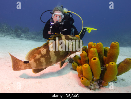 Cernie Nassau con guida subacquea in Turks e Caicos, West Indies, dei Caraibi e America centrale Foto Stock