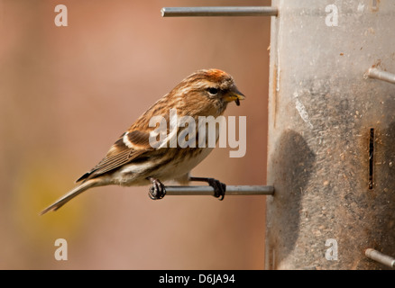 Redpoll su Alimentatore Nyger Foto Stock