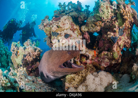 Due subacquei, murena gigante (Gymnothorax javanicus), e barriera corallina, il Parco Nazionale di Ras Mohammed, Mar Rosso, Egitto, Nord Africa Foto Stock