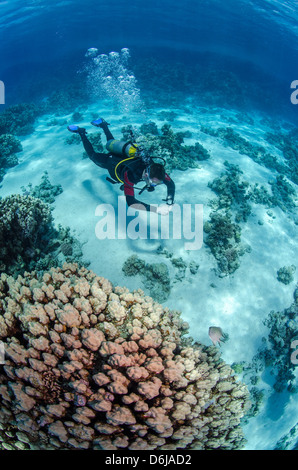 Elevato angolo di visione di un subacqueo immersioni in acqua vicino alla barriera corallina, il Parco Nazionale di Ras Mohammed, Mar Rosso, Egitto, Nord Africa Foto Stock