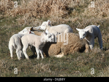 Giovani e carine agnellini giocando ed in appoggio sotto il sole di primavera in un prato erboso Foto Stock