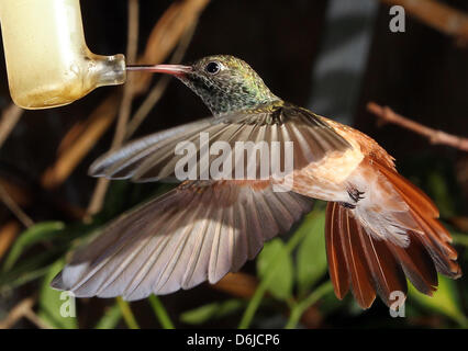 (FILE - HANDOUT) un archivio handout datata 07 febbraio 2012 mostra un Amazilia colibrì alimentando il colibrì voliera di Walsrode parco degli uccelli di Walsrode, Germania. Il parco degli uccelli annuncerà il suo programma per la stagione di apertura e il suo cinquantesimo anniversario il 17 marzo 2012 con una conferenza stampa. Foto: Paolo Giovannini / WELTVOGELPARK WALSRODE (ATTENZIONE: per solo uso editoriale wi Foto Stock