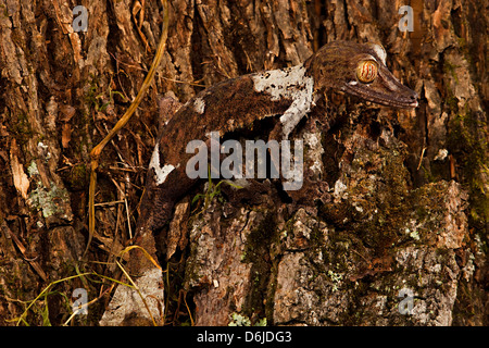 Foglie giganti-coda di geco Uroplatus fimbriatus Foto Stock