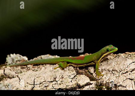 Giorno rivestito geco Phelsuma lineata Foto Stock