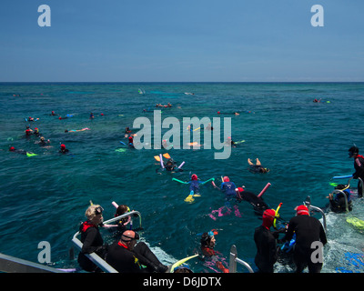 La gente lo snorkeling sulla Grande Barriera Corallina vicino a Cairns, North Queensland, Australia Pacific Foto Stock