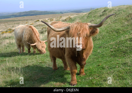 Highland pascolo del bestiame a Dartmoor, Parco Nazionale di Dartmoor, Devon, Inghilterra, Regno Unito, Europa Foto Stock
