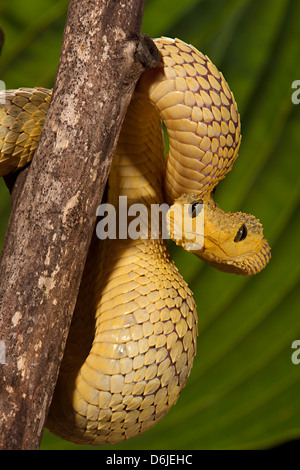 Bush Viper Snake Atheris squamiger Foto Stock