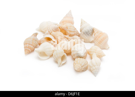 Conchiglie di mare isolato su sfondo bianco. Foto Stock